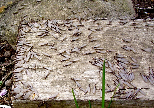 6月に発生する羽アリの種類